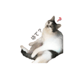 ねこときどきとかげ。（個別スタンプ：7）