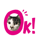 ねこときどきとかげ。（個別スタンプ：8）