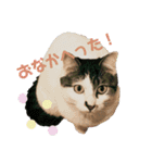 ねこときどきとかげ。（個別スタンプ：10）