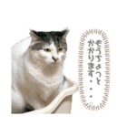 ねこときどきとかげ。（個別スタンプ：11）