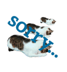 ねこときどきとかげ。（個別スタンプ：12）