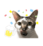 ねこときどきとかげ。（個別スタンプ：13）