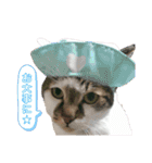 ねこときどきとかげ。（個別スタンプ：15）