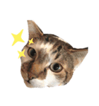 ねこときどきとかげ。（個別スタンプ：16）
