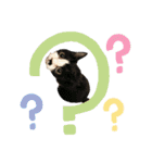 ねこときどきとかげ。（個別スタンプ：17）