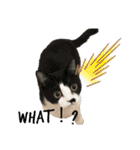 ねこときどきとかげ。（個別スタンプ：19）