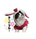 ねこときどきとかげ。（個別スタンプ：20）