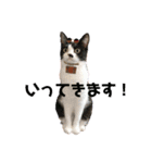 ねこときどきとかげ。（個別スタンプ：21）
