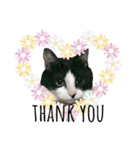 ねこときどきとかげ。（個別スタンプ：22）