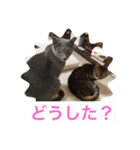 アニマールとなかま（個別スタンプ：1）