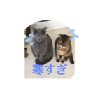 アニマールとなかま（個別スタンプ：2）
