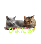 アニマールとなかま（個別スタンプ：8）