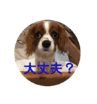 キャバリア パピーで楽々お返事（個別スタンプ：1）