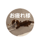 キャバリア パピーで楽々お返事（個別スタンプ：3）