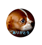 キャバリア パピーで楽々お返事（個別スタンプ：5）