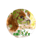 キャバリア パピーで楽々お返事（個別スタンプ：6）