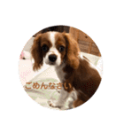 キャバリア パピーで楽々お返事（個別スタンプ：9）