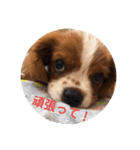 キャバリア パピーで楽々お返事（個別スタンプ：10）