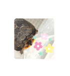 かめこの日常（個別スタンプ：4）