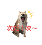ガォーいっちゃん＆さすけ（個別スタンプ：3）