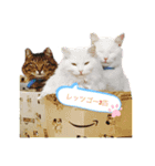 にゃんこ___トムトム（個別スタンプ：4）