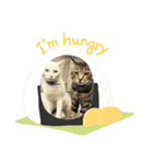 にゃんこ___トムトム（個別スタンプ：8）
