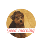 Baby welsh terrier（個別スタンプ：1）