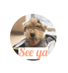 Baby welsh terrier（個別スタンプ：3）