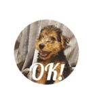 Baby welsh terrier（個別スタンプ：4）