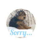 Baby welsh terrier（個別スタンプ：5）