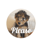 Baby welsh terrier（個別スタンプ：7）