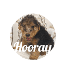 Baby welsh terrier（個別スタンプ：8）