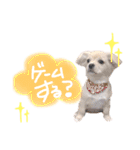 キャバチワぷんたのスタンプ（個別スタンプ：1）