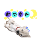 キャバチワぷんたのスタンプ（個別スタンプ：17）