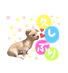 キャバチワぷんたのスタンプ（個別スタンプ：22）