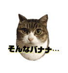 ニャンチュといっしょ2（個別スタンプ：2）