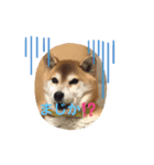 モコとチロル（個別スタンプ：1）