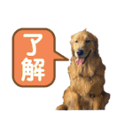 羽根木の仲間たち（個別スタンプ：5）
