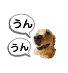 羽根木の仲間たち（個別スタンプ：13）