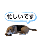 羽根木の仲間たち（個別スタンプ：24）