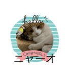 あずきとチャマメ（個別スタンプ：5）