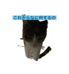 あずきとチャマメ（個別スタンプ：7）