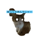 あずきとチャマメ（個別スタンプ：8）