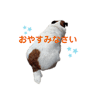 はなちゃんひなちゃん2（個別スタンプ：5）