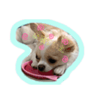 ペェシィココ（個別スタンプ：1）