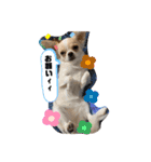 ペェシィココ（個別スタンプ：3）