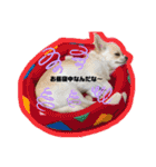 ペェシィココ（個別スタンプ：4）