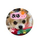 ペェシィココ（個別スタンプ：5）
