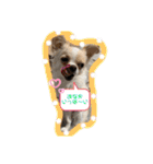 ペェシィココ（個別スタンプ：7）