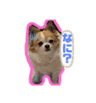 ペェシィココ（個別スタンプ：9）